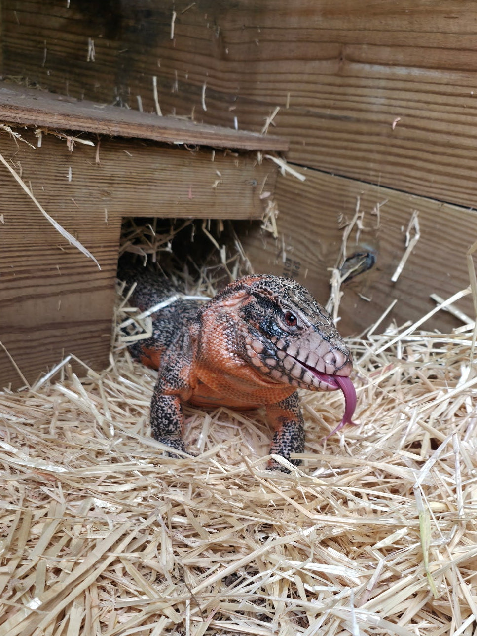 Deposit Tribrid Tegu- Rajah x Trinity