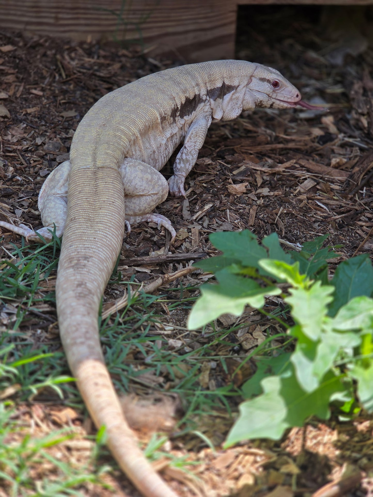 Deposit Blue Tegu 100% Het Albino- JJ x Pearl