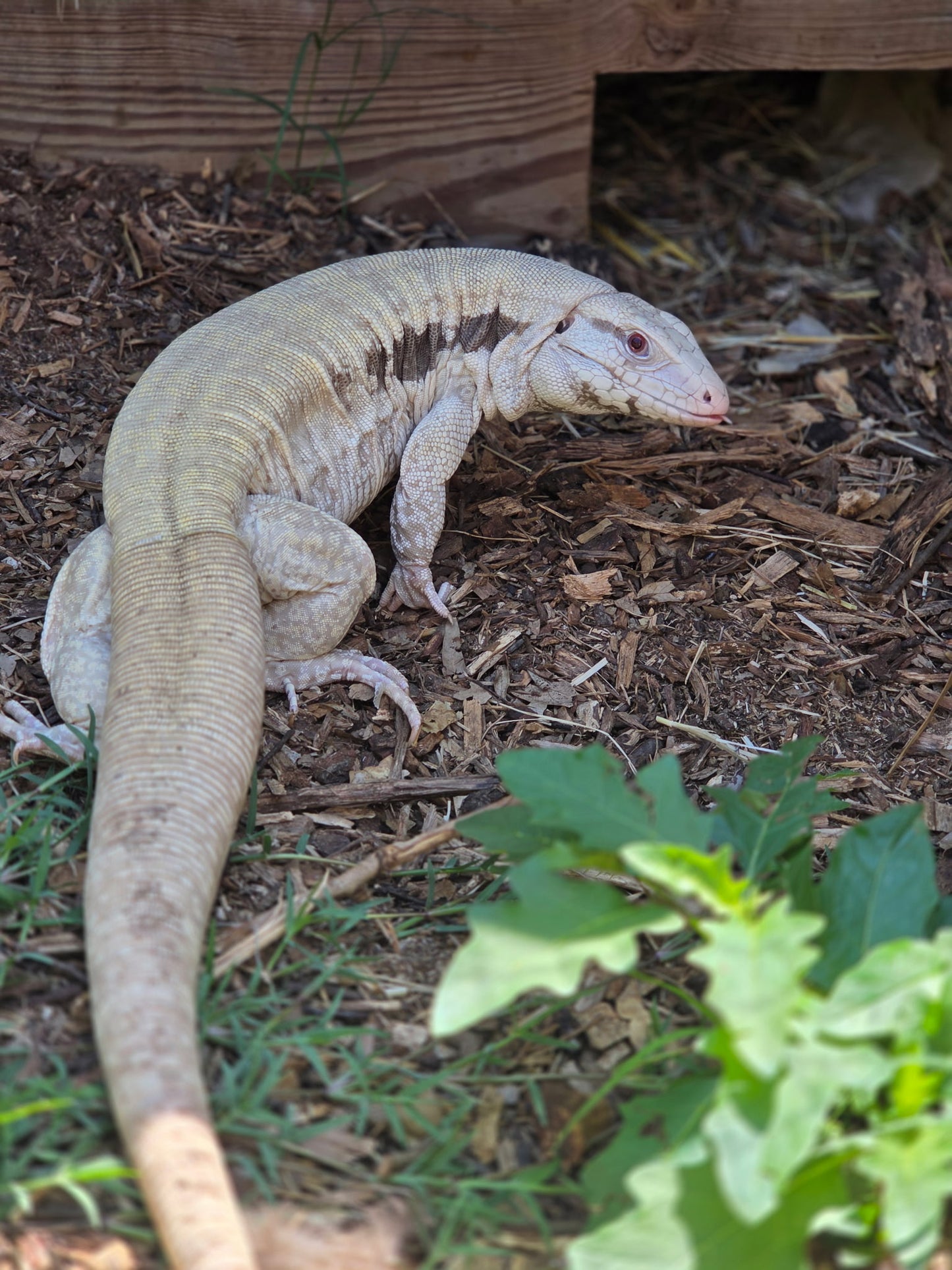 Deposit Blue Tegu 100% Het Albino- JJ x Pearl