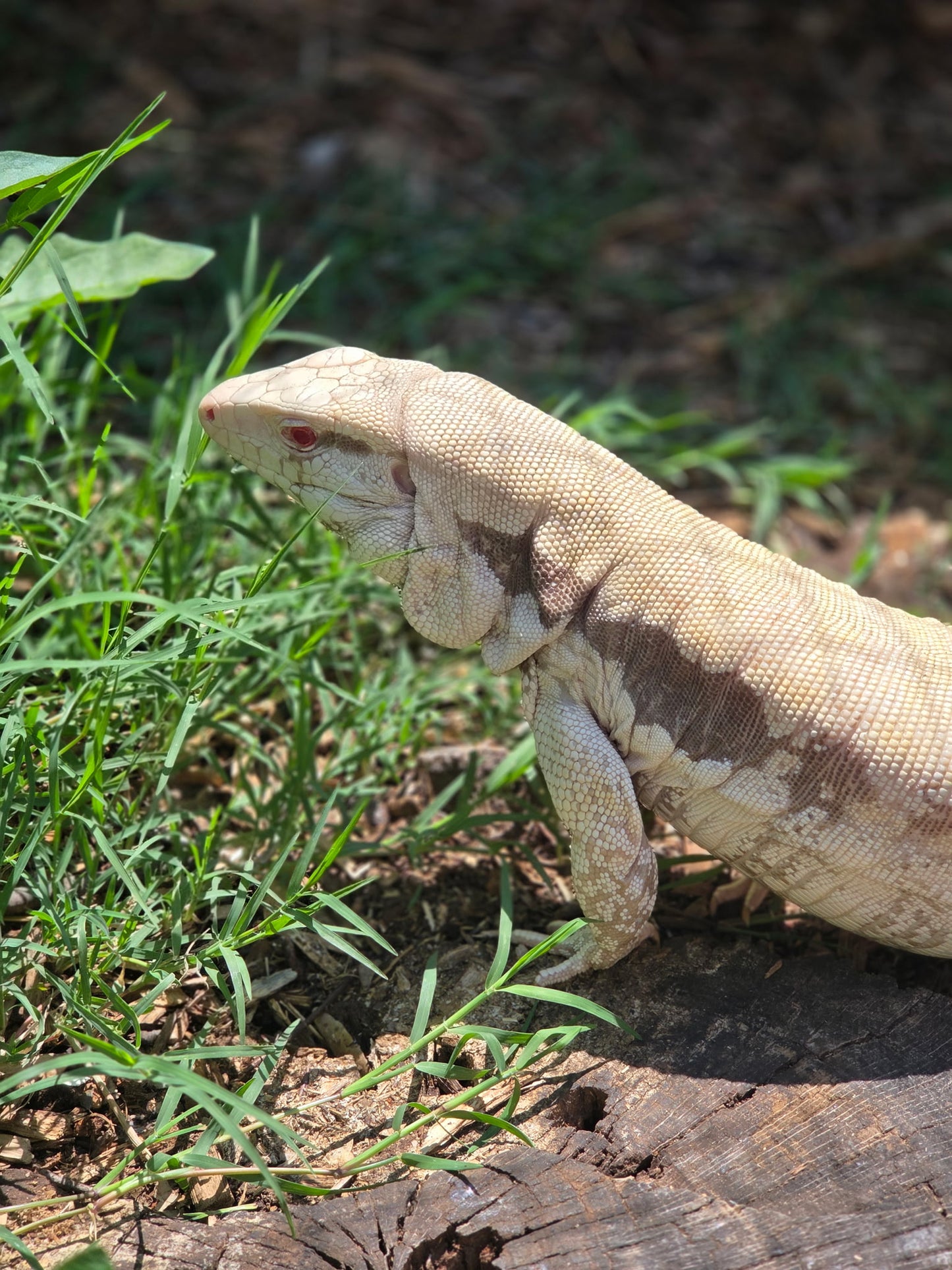Deposit Blue Tegu 100% Het Albino- JJ x Pearl
