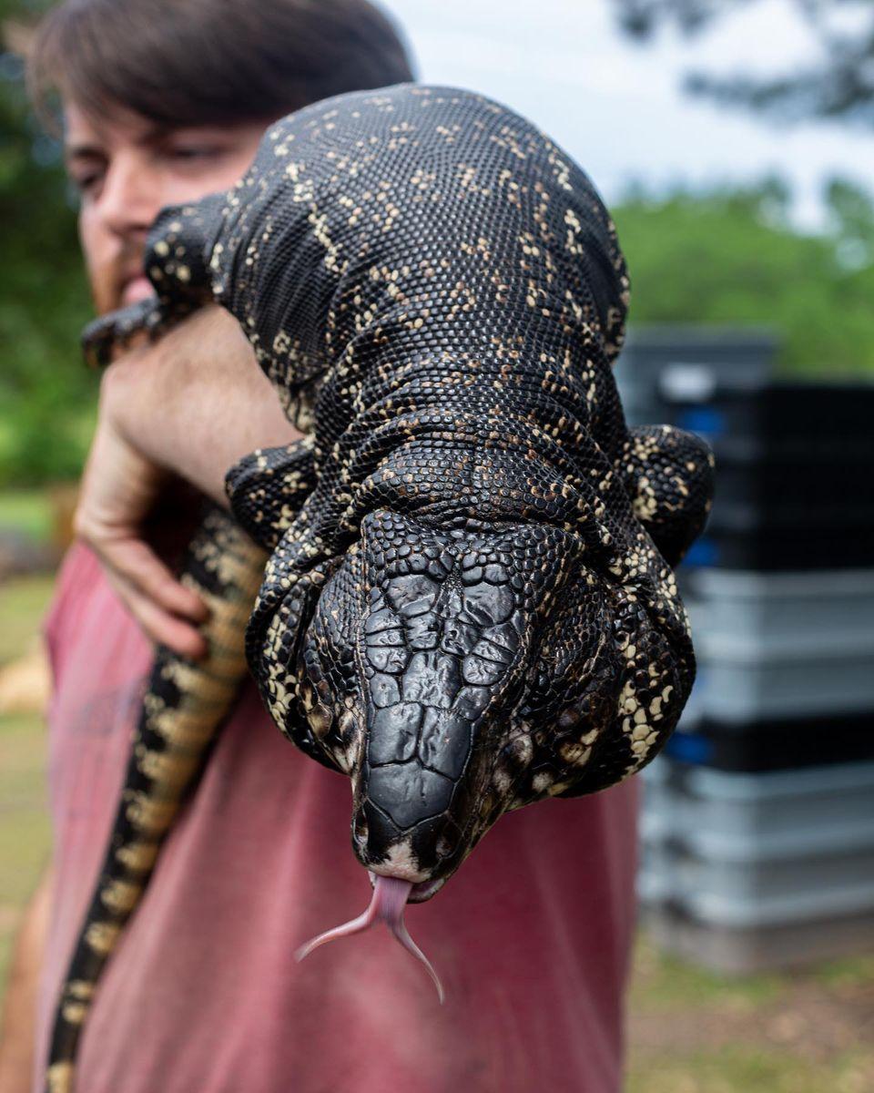 Deposit High Black Tegu- Plague X Marseille