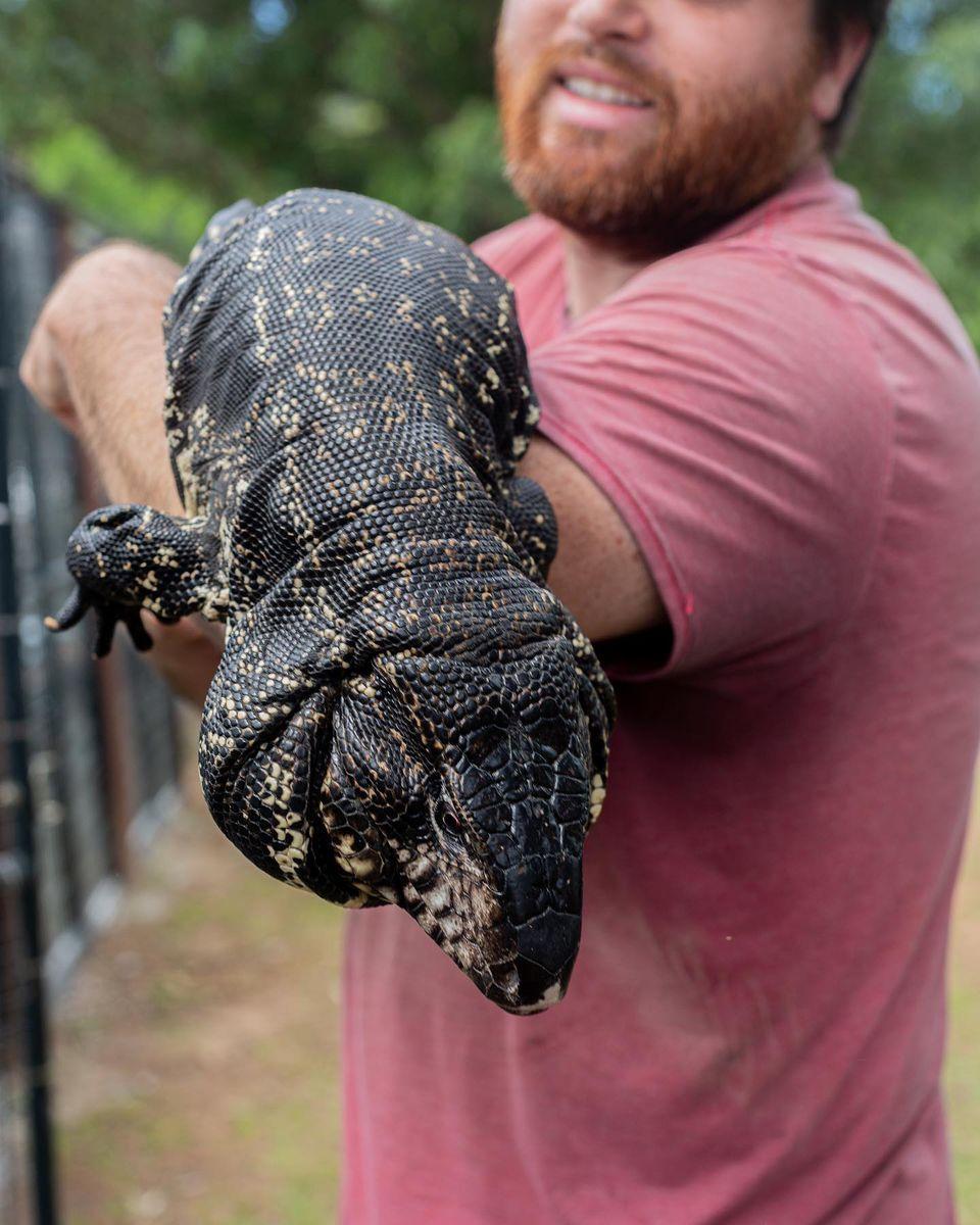 Deposit High Black Tegu- Plague X Marseille