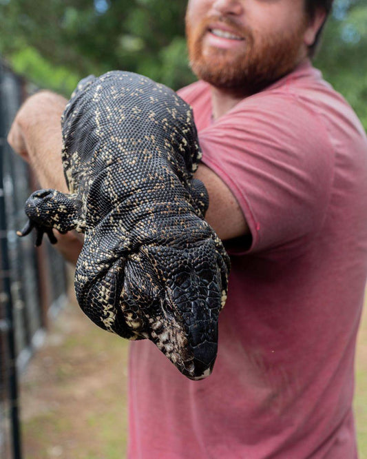 Deposit High Black Tegu- Plague X Marseille