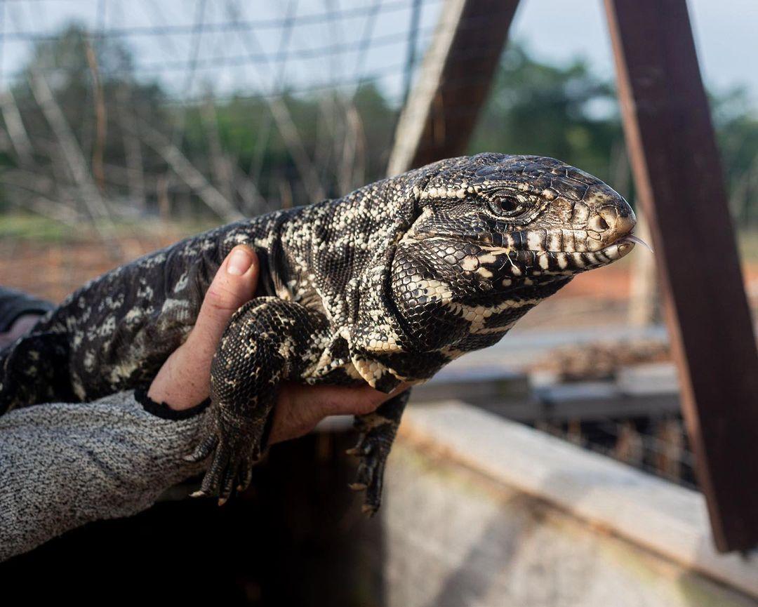Deposit Argentine Black and White Tegu- Thor x Scar