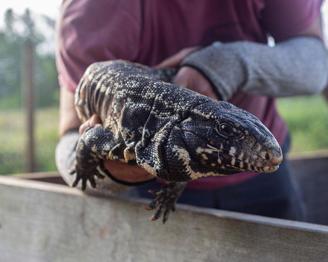 Deposit Argentine Black and White Tegu- Thor x Scar