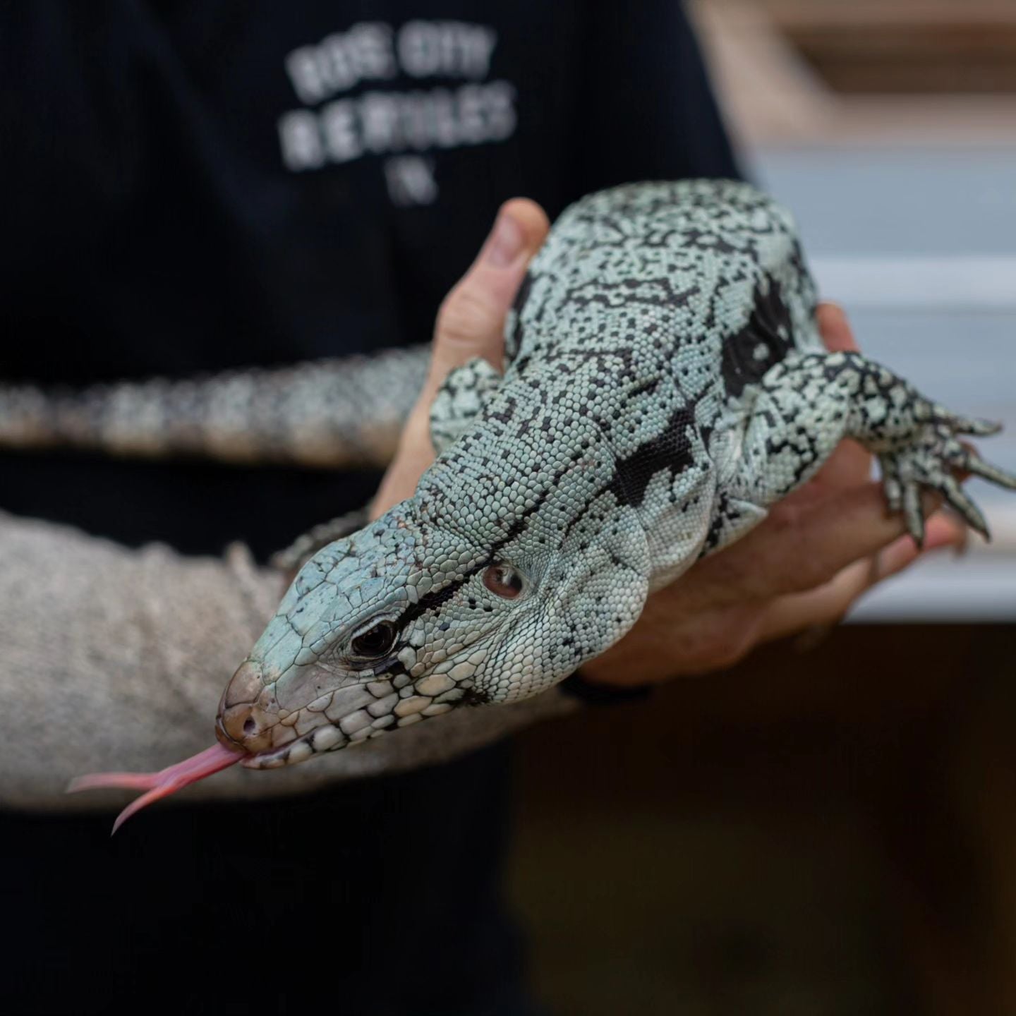 Female Blue Tegu- Legacy X Skylar