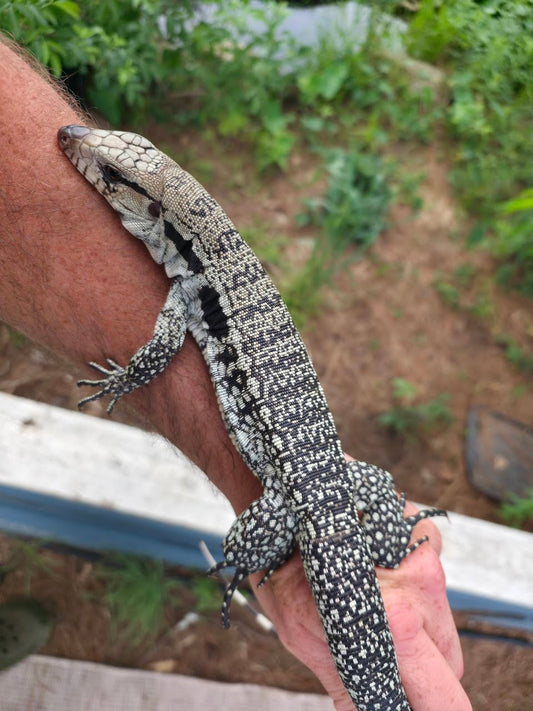 Male Blue Tegu- JJ x Tiffany