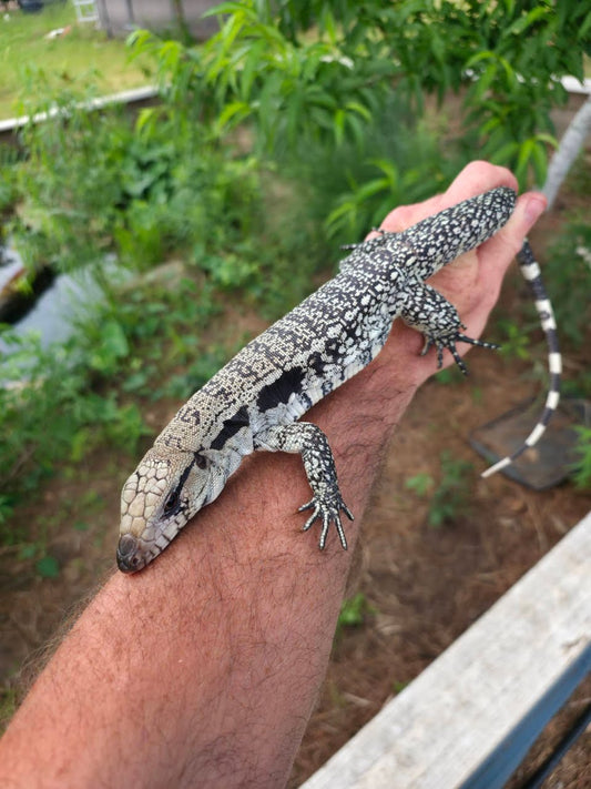Male Blue Tegu- JJ x Tiffany