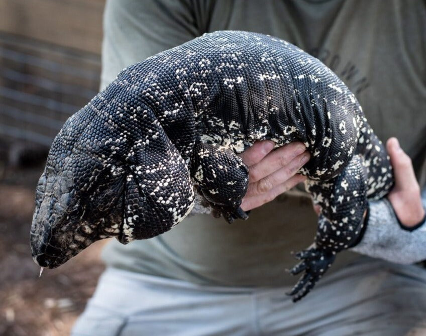 Deposit High Black Tegu- Plague X Marseille