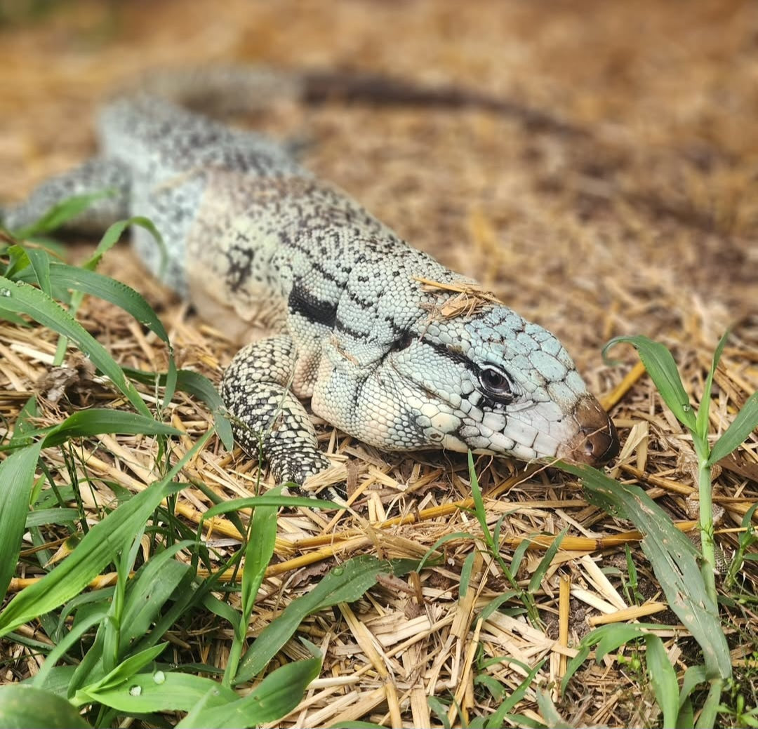 Female Blue Tegu- Genie X Skylar