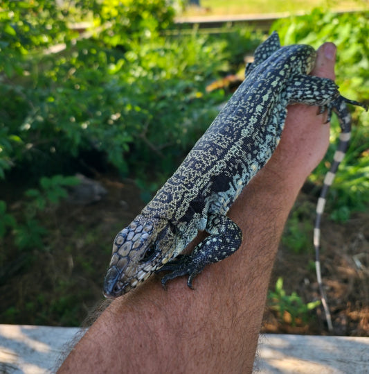 Female Blue Tegu- Aang x Tails