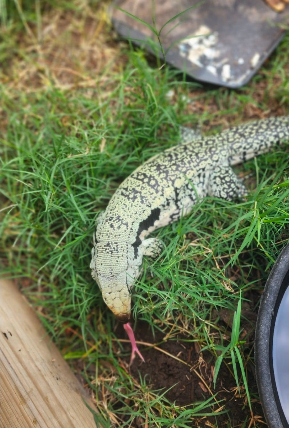 Deposit Blue Tegu- Genie X Tails