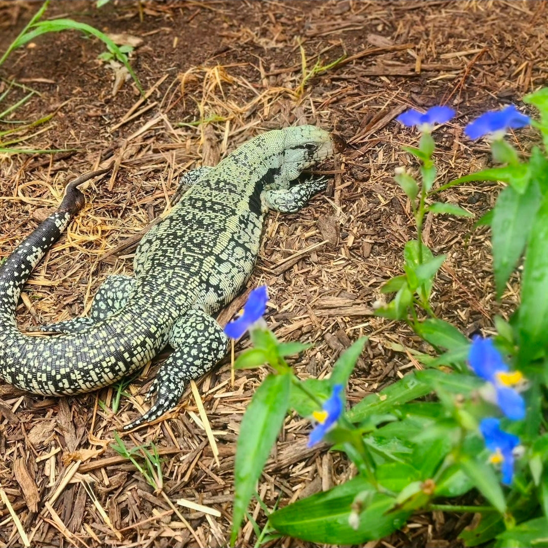 Deposit Blue Tegu- Genie X Tails