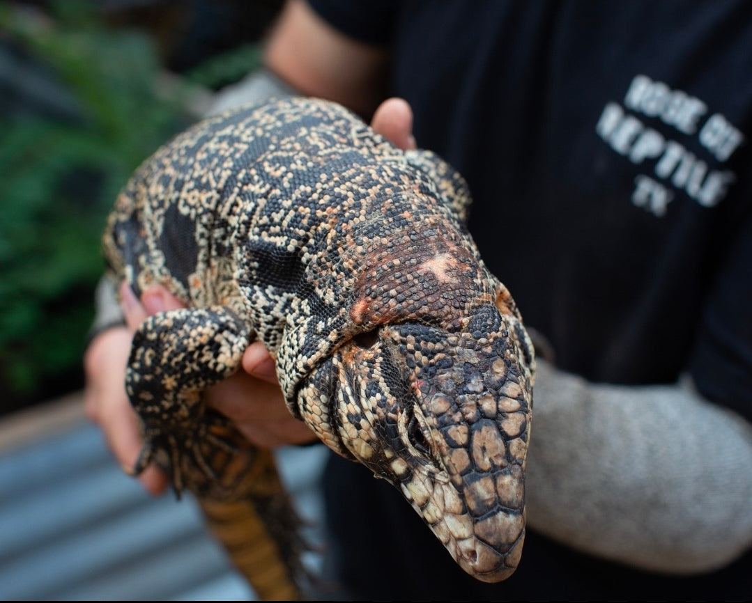 Deposit Tribrid Tegu- Rajah x Trinity