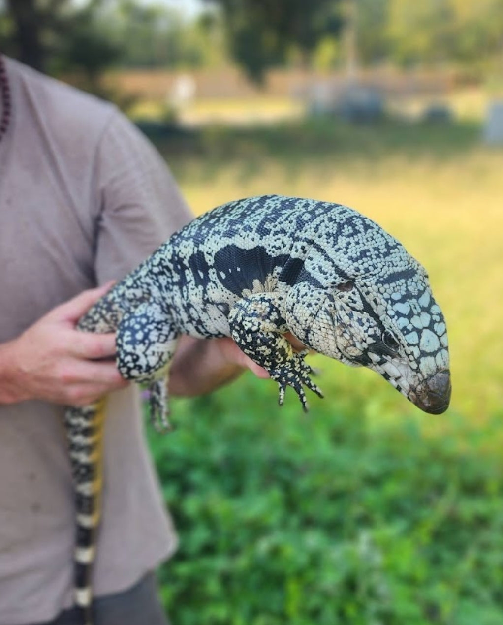 Male Albino Blue Tegu- Azurite x Triana