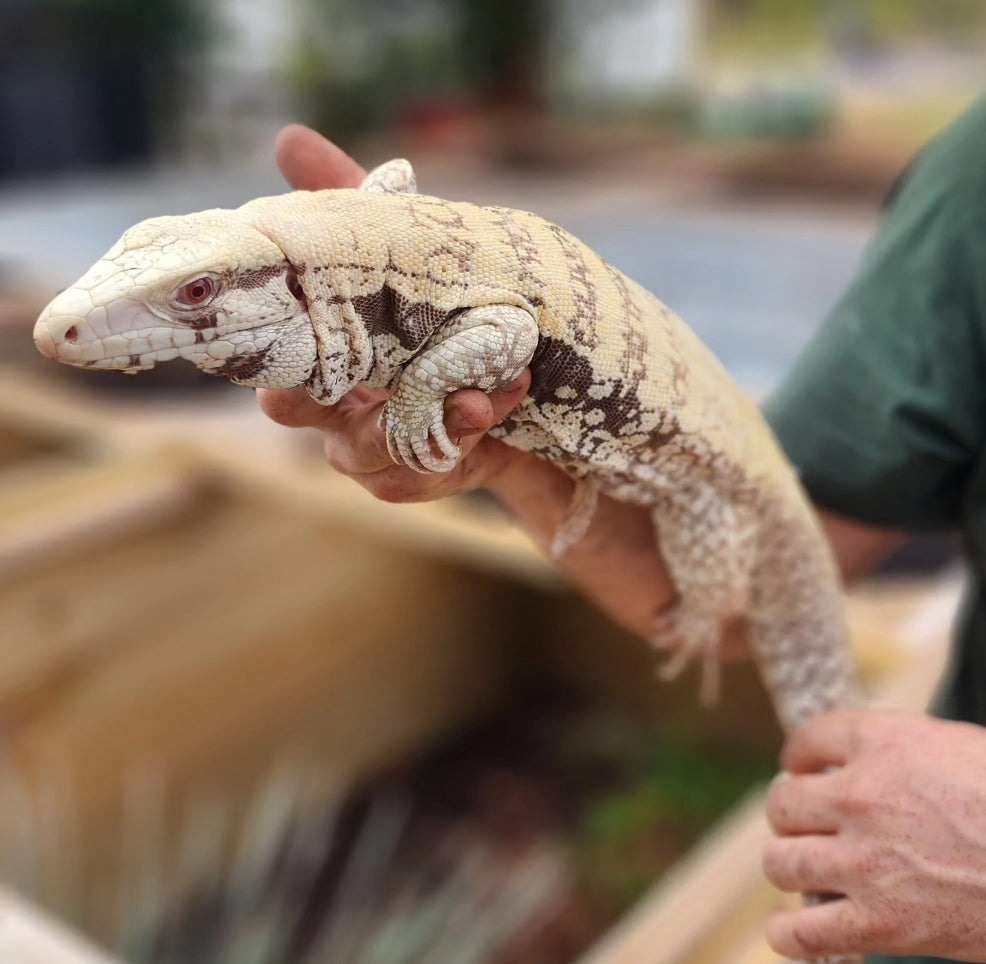 Male Tribrid Albino Tegu- Topaz x Sunny