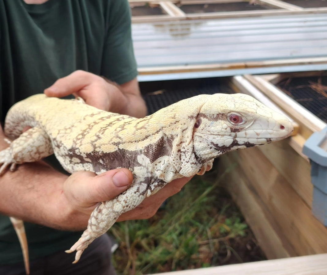 Male Tribrid Albino Tegu- Topaz x Sunny