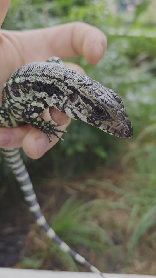 Male Blue Tegu - Stripes X Peggy