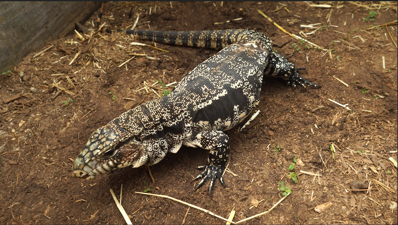 Deposit Argentine Black and White Tegu- Thor x Scar