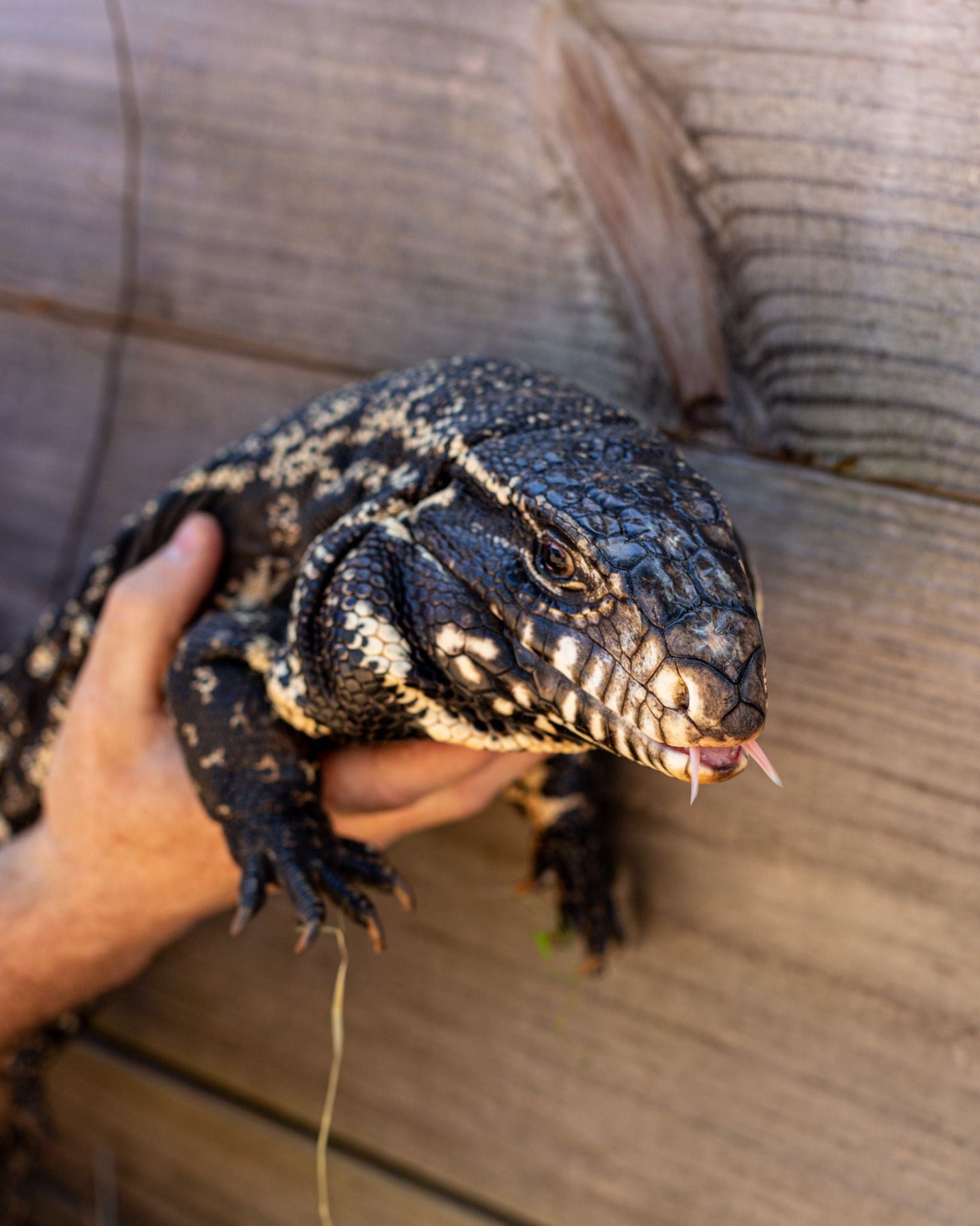 Deposit Argentine Black and White Tegu- Thor x Scar